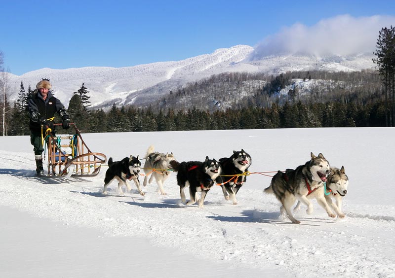 Dogsledding Adventure